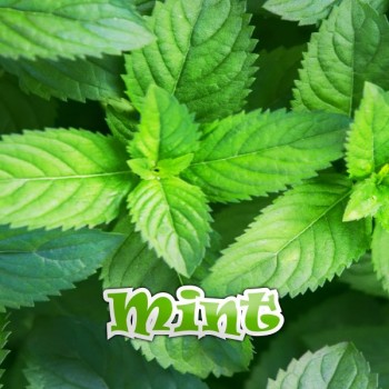 Mint E-liquid
